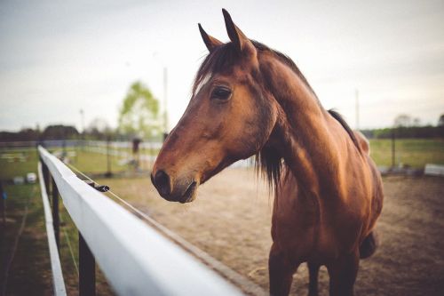 horse animal nature