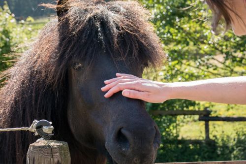 horse contact stroke