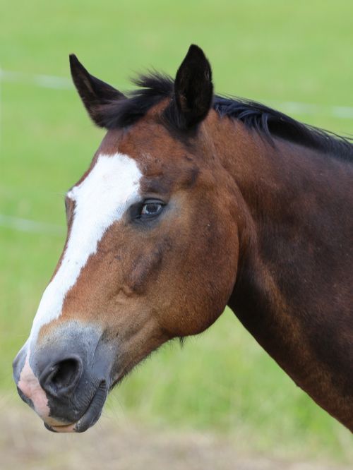 horse animal portrait horse head