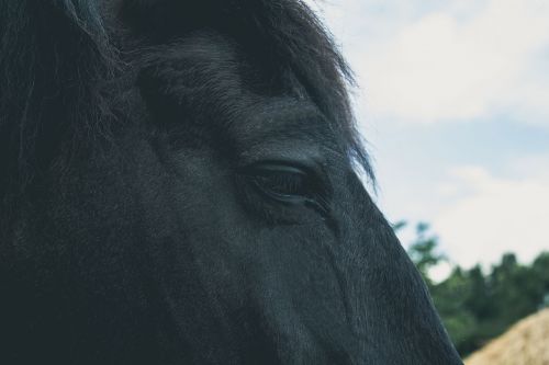 horse pet portrait dark