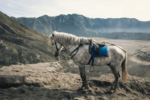 horse nature mountains