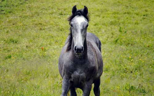 horse grey hage