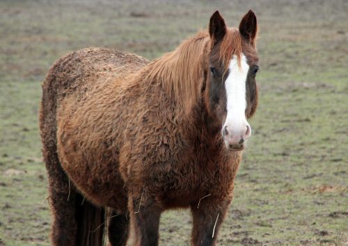 horse equestrian animal