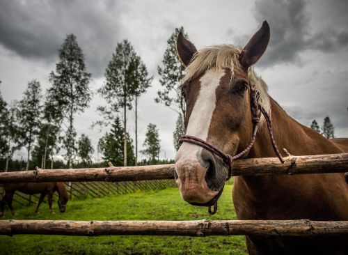 horse animal summer