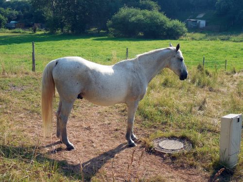 horse paddock mane