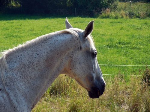 horse paddock mane