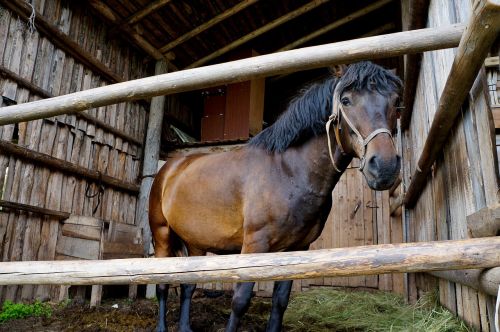 horse mare animal