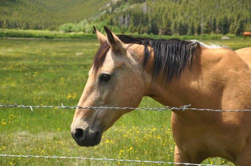 horse western b