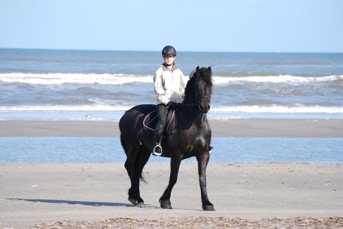 horse reiter beach
