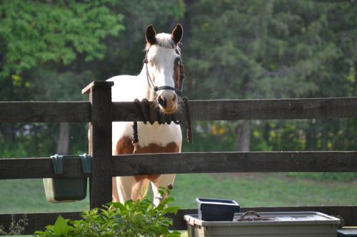 horse fence country