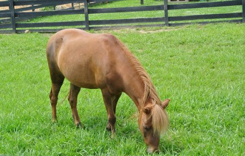 horse grass summer