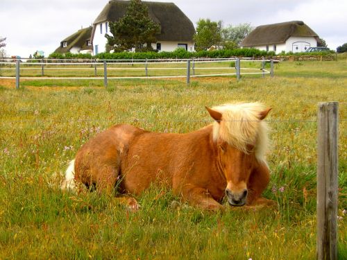 horse nature animals