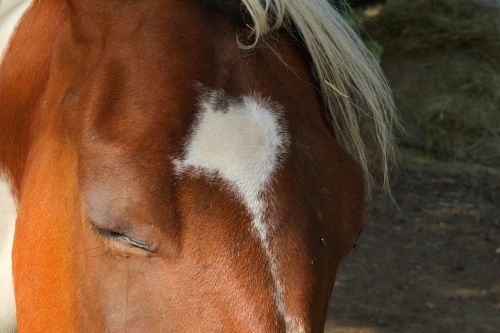 horse horse head brown