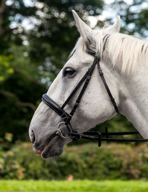 horse profile equine