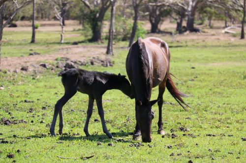 horse mare foal