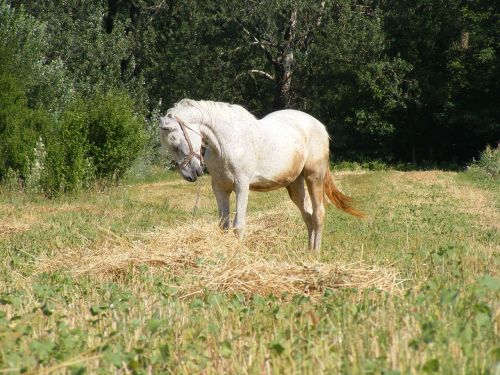 horse animals stallion