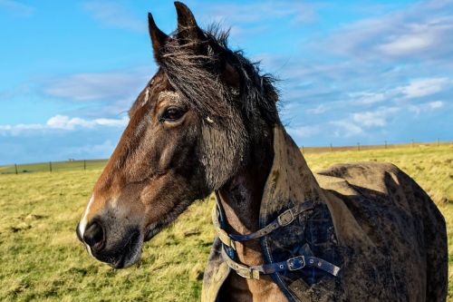 horse sky blue