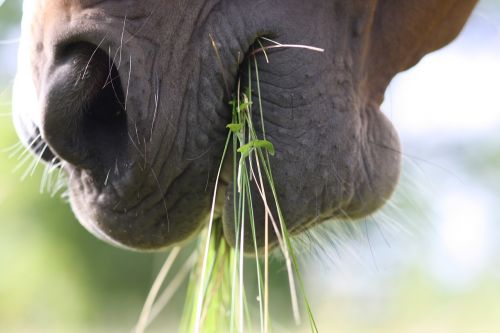 horse eating green
