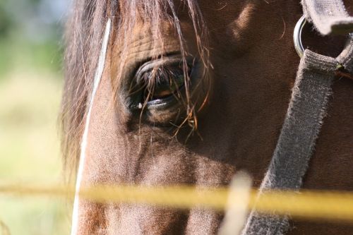 horse eyes domestic