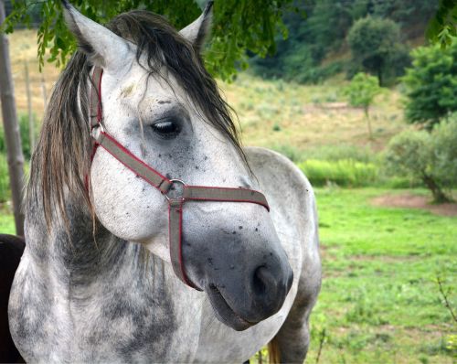 horse animal nature