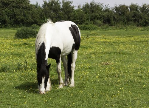 horse pony grazing