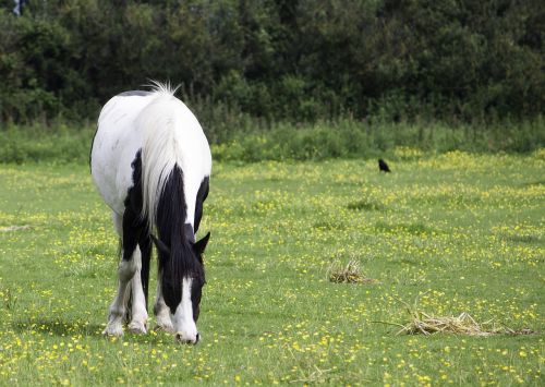 horse pony black