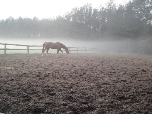 horse fog nature