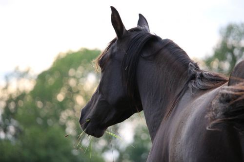 horse horse head rap