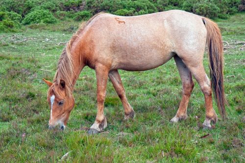 horse pony strawberry roan