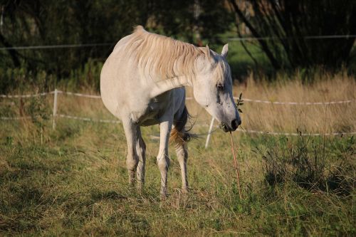 horse thoroughbred arabian pasture