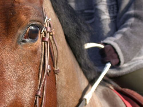 horse close up eye