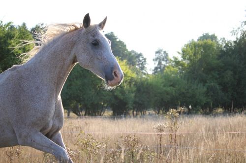 horse mane meadow