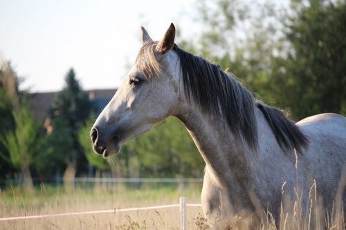 horse mold mare