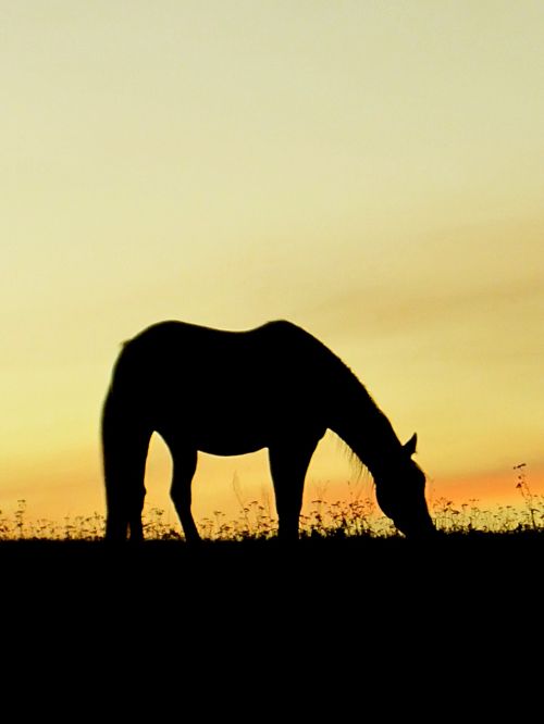 horse sunset orange