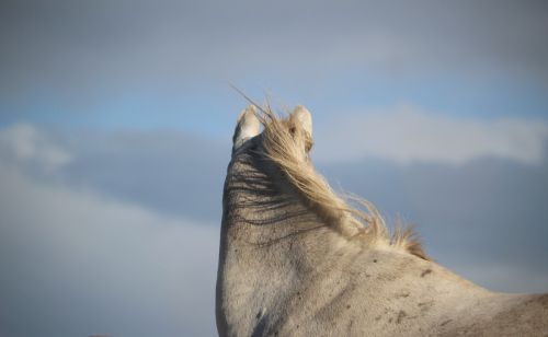 horse mold wind