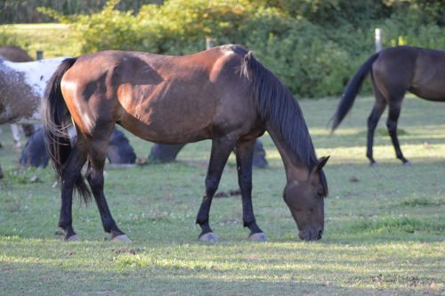 horse grazing grass