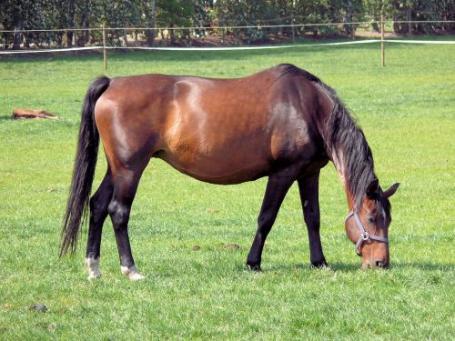 horse animal meadow