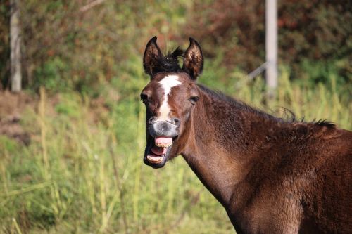 horse foal yawn