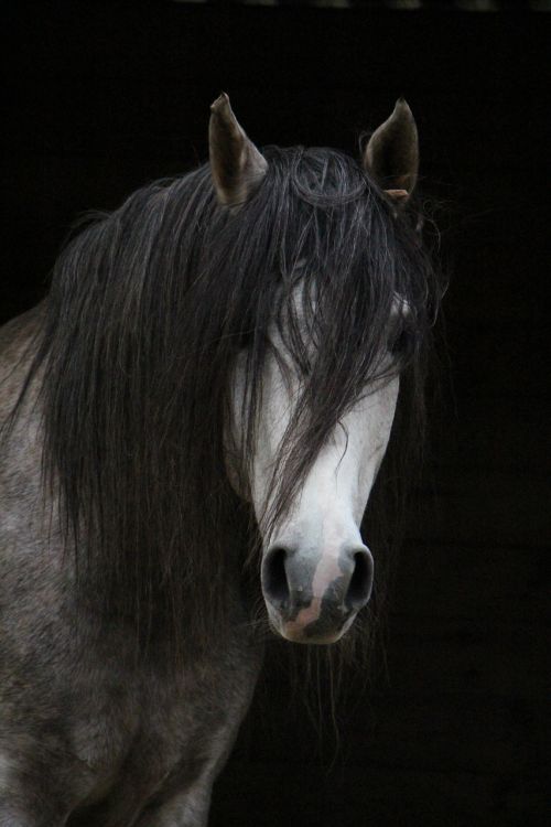 horse arabic head