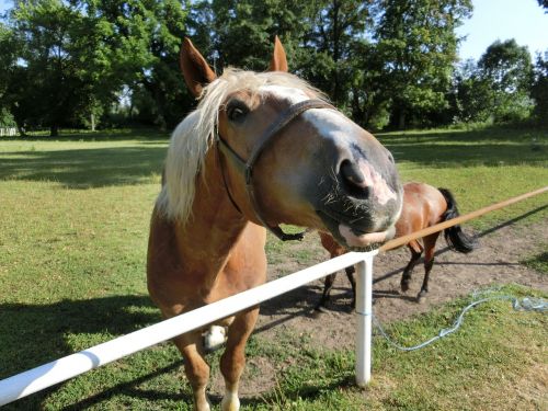 horse animal nature