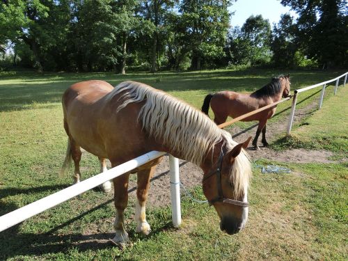 horse animal nature