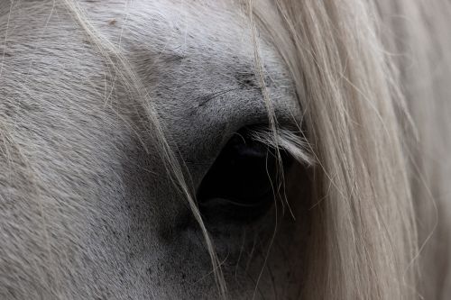 horse eye animal