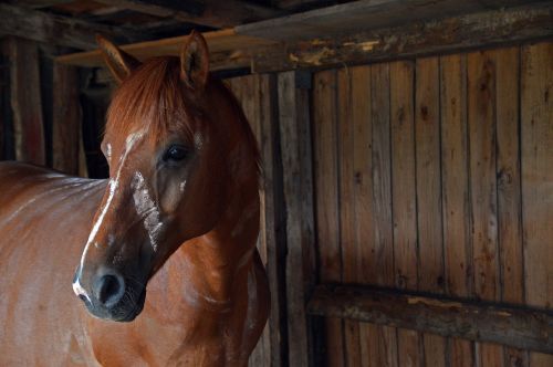 horse stall shelter