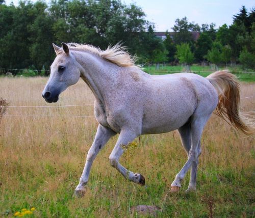 horse gallop pasture