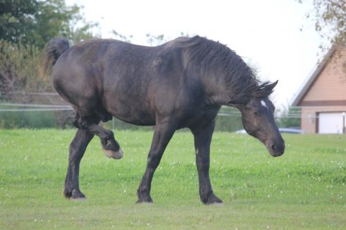 horse percheron equine