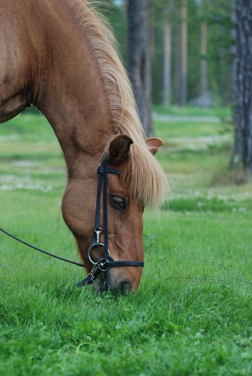 horse beta grass