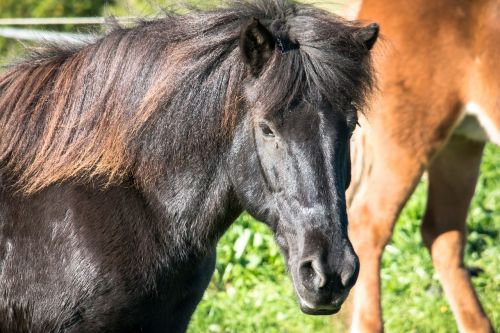 horse pony black