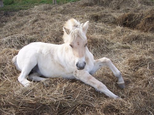 horse filly norwegian fjord horse