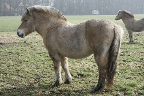 horse fjord horse horses