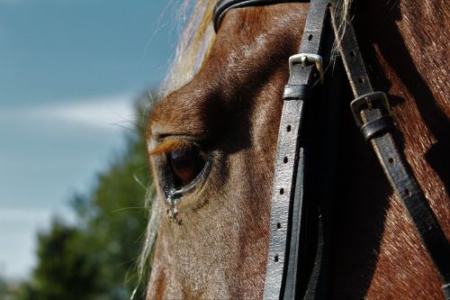 horse kaltblut mare